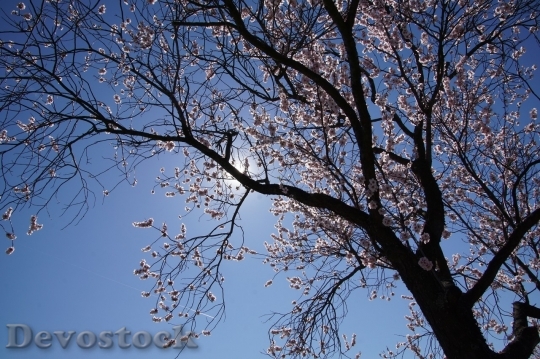 Devostock Plum blossoms unique  (320)