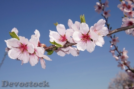 Devostock Plum blossoms unique  (322)