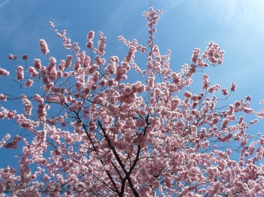 Devostock Plum blossoms unique  (334)