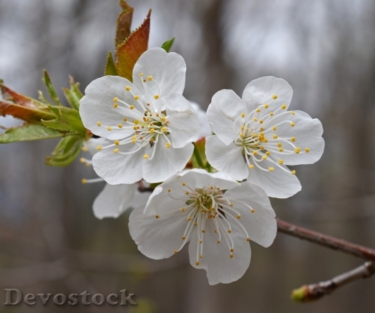 Devostock Plum blossoms unique  (340)