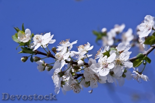 Devostock Plum blossoms unique  (343)