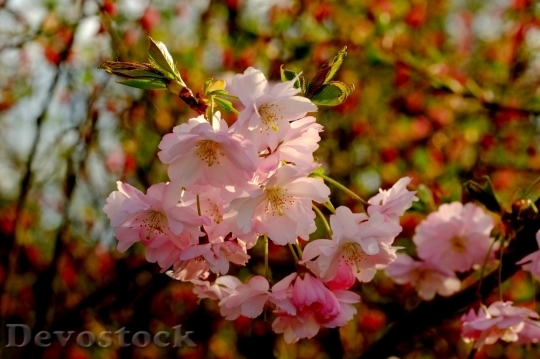 Devostock Plum blossoms unique  (346)