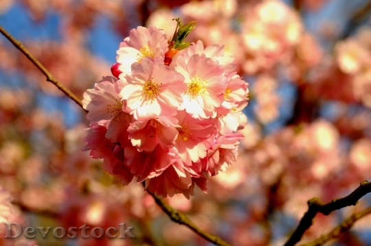 Devostock Plum blossoms unique  (347)