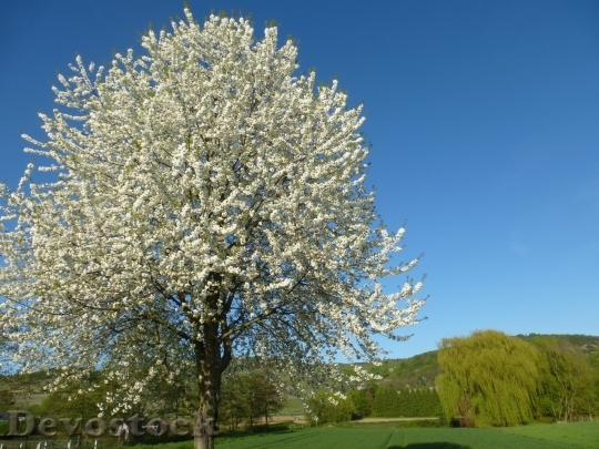 Devostock Plum blossoms unique  (349)