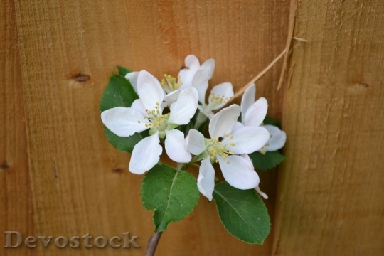 Devostock Plum blossoms unique  (35)
