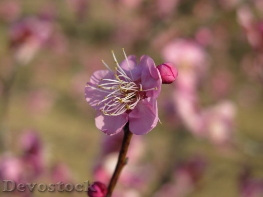 Devostock Plum blossoms unique  (350)