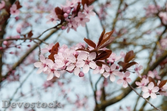 Devostock Plum blossoms unique  (353)