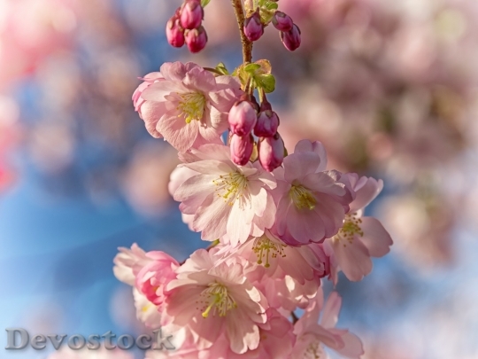 Devostock Plum blossoms unique  (354)