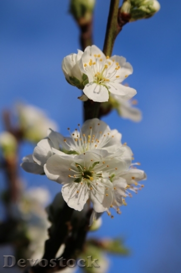 Devostock Plum blossoms unique  (356)