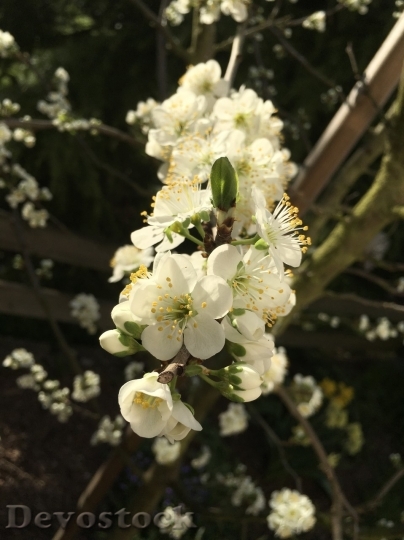 Devostock Plum blossoms unique  (359)