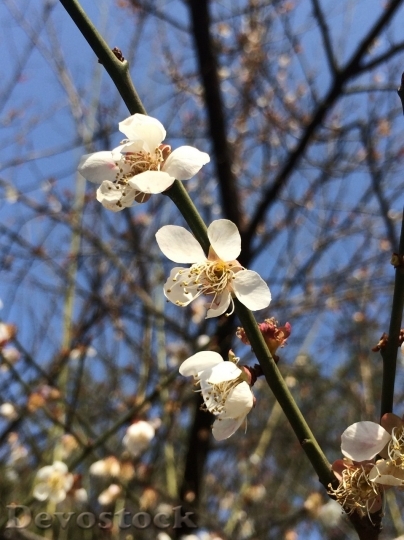 Devostock Plum blossoms unique  (36)