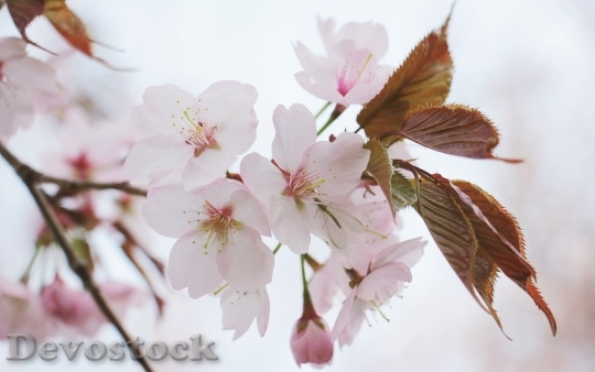 Devostock Plum blossoms unique  (363)