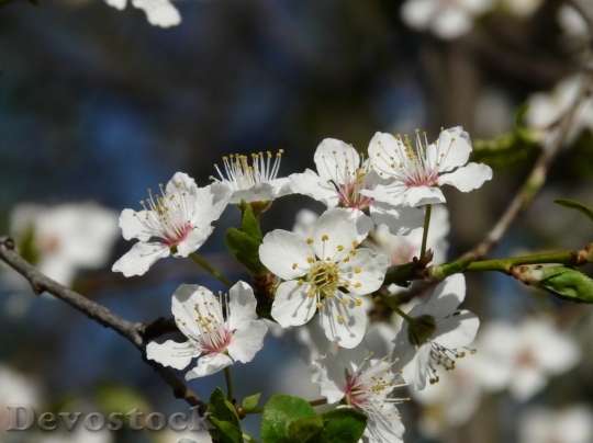 Devostock Plum blossoms unique  (365)