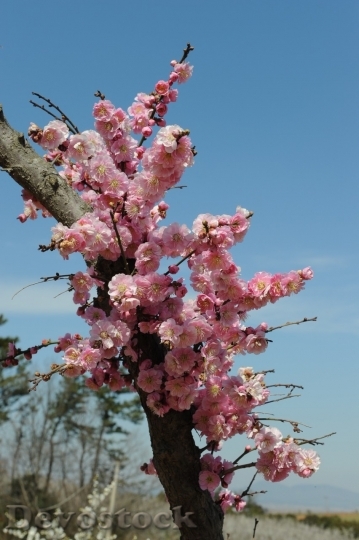 Devostock Plum blossoms unique  (367)