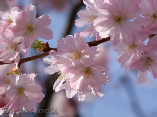 Devostock Plum blossoms unique  (375)