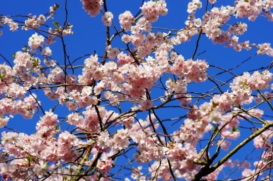 Devostock Plum blossoms unique  (376)