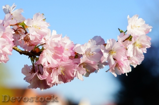 Devostock Plum blossoms unique  (379)