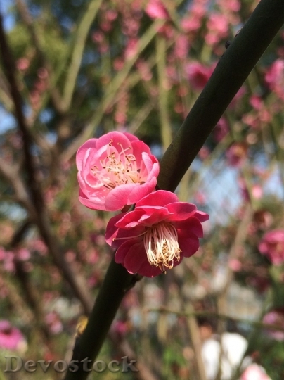 Devostock Plum blossoms unique  (38)