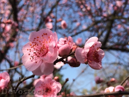 Devostock Plum blossoms unique  (39)