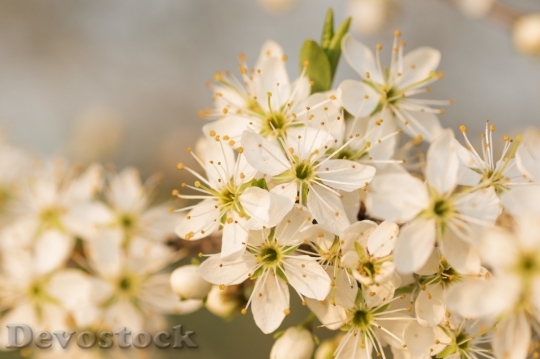 Devostock Plum blossoms unique  (390)