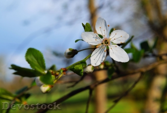 Devostock Plum blossoms unique  (394)
