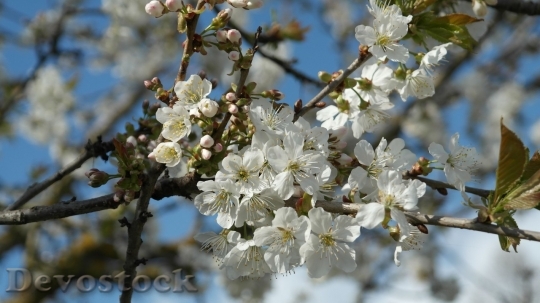 Devostock Plum blossoms unique  (40)