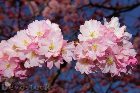 Devostock Plum blossoms unique  (400)