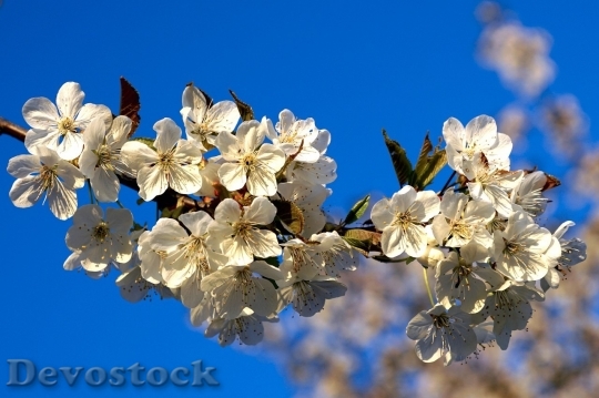 Devostock Plum blossoms unique  (404)
