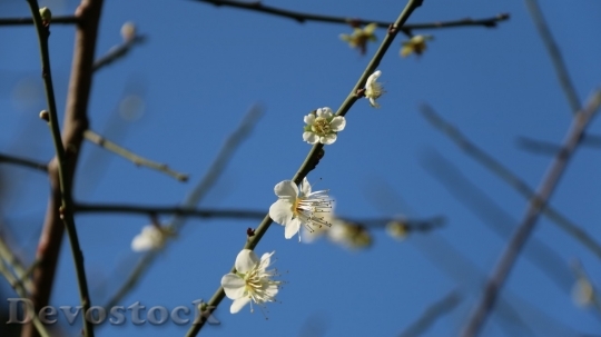 Devostock Plum blossoms unique  (408)