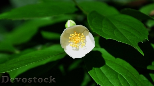 Devostock Plum blossoms unique  (410)
