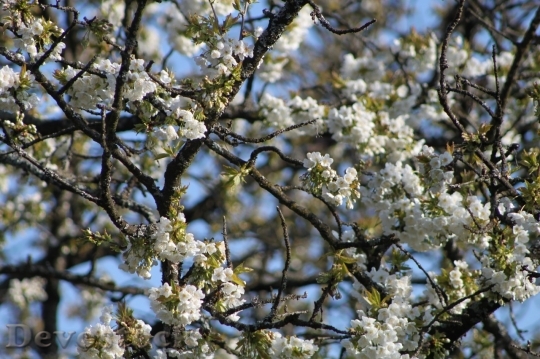 Devostock Plum blossoms unique  (411)