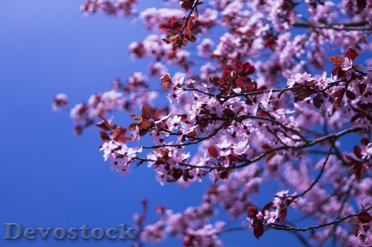 Devostock Plum blossoms unique  (413)