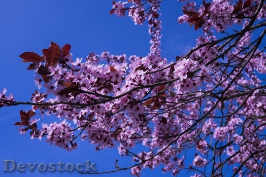 Devostock Plum blossoms unique  (414)