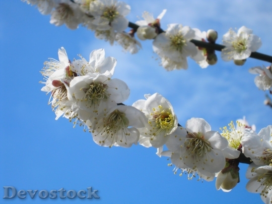 Devostock Plum blossoms unique  (415)