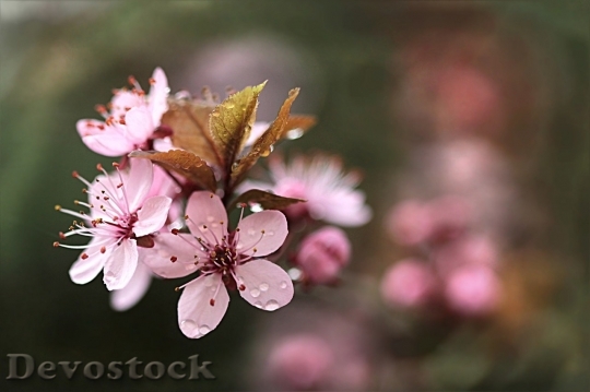 Devostock Plum blossoms unique  (419)