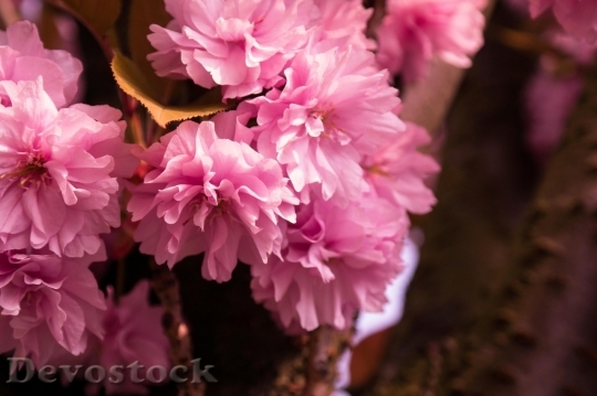Devostock Plum blossoms unique  (42)