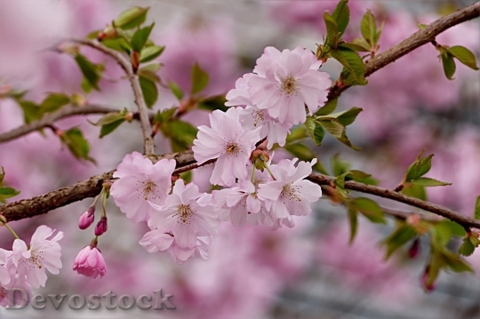 Devostock Plum blossoms unique  (421)