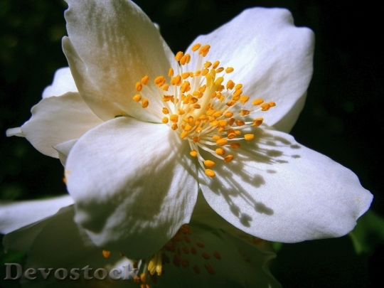 Devostock Plum blossoms unique  (426)