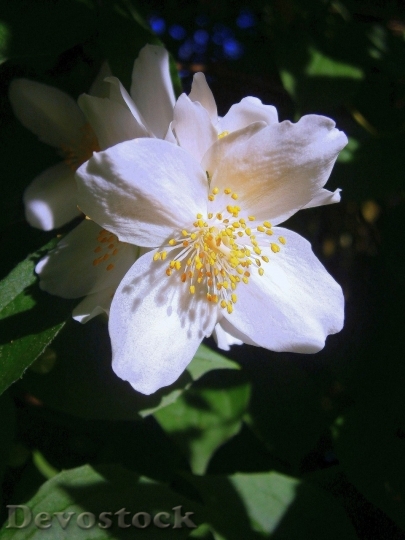 Devostock Plum blossoms unique  (427)