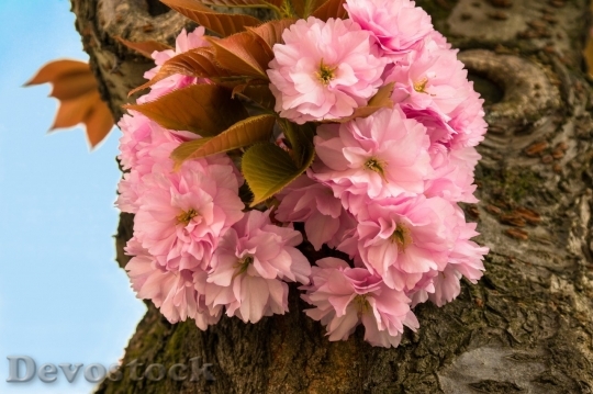 Devostock Plum blossoms unique  (43)