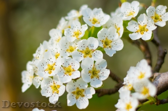 Devostock Plum blossoms unique  (430)