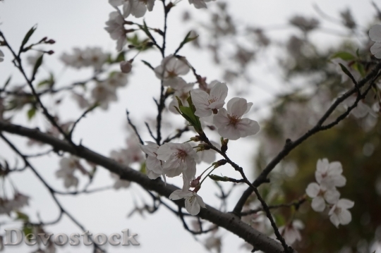 Devostock Plum blossoms unique  (441)
