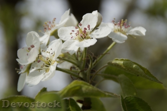 Devostock Plum blossoms unique  (443)