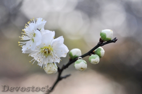 Devostock Plum blossoms unique  (448)