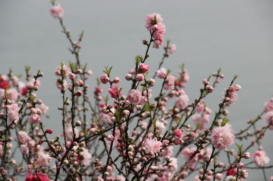Devostock Plum blossoms unique  (45)