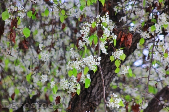 Devostock Plum blossoms unique  (452)