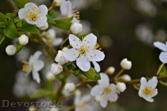 Devostock Plum blossoms unique  (457)