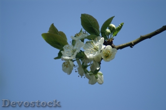Devostock Plum blossoms unique  (459)