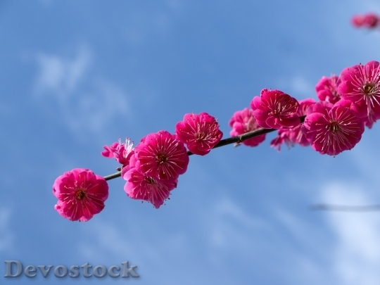 Devostock Plum blossoms unique  (46)