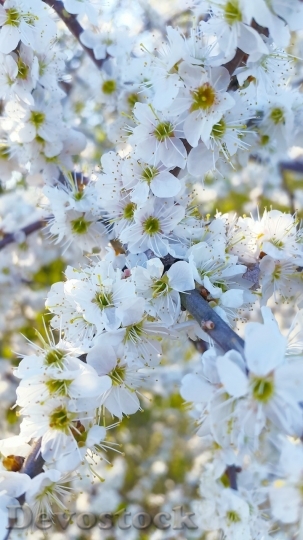 Devostock Plum blossoms unique  (461)